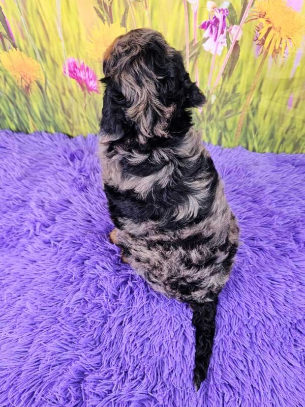 Poppy - Image 4