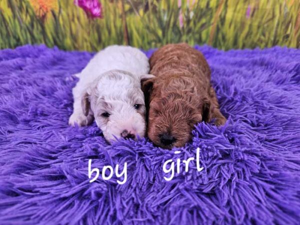 Milda & Rojo's Litter 2024