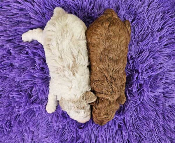 Milda & Rojo's Litter 2024 - Image 2