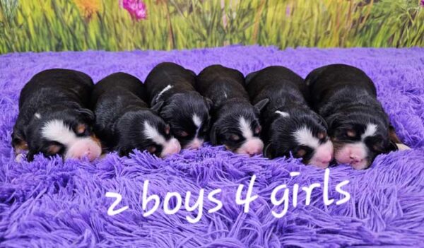 Sayena & Maxwell's Litter 2024