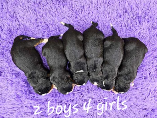 Sayena & Maxwell's Litter 2024 - Image 2