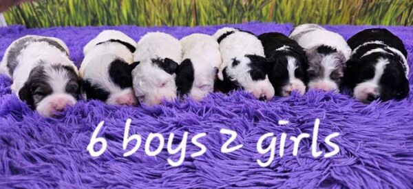 Bailey & Diamond's Litter 2024