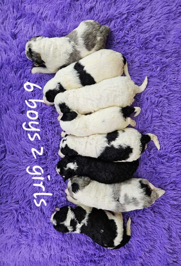 Bailey & Diamond's Litter 2024 - Image 2