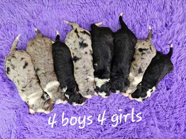 Shana & Cadillac's Litter 2024 - Image 2