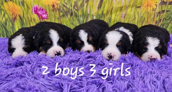 Halo & Winston's Litter