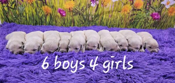 Daisy & Sport's Litter 2024