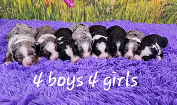 Shana & Cadillac's Litter 2024