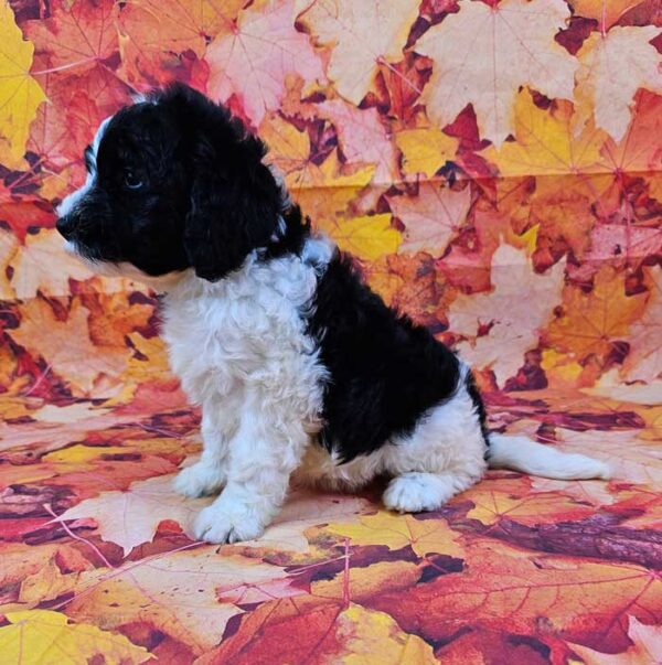 Briar - Image 3