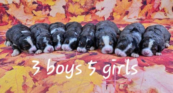 Trixie & Denali's Litter 2024