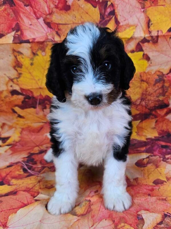 Chester