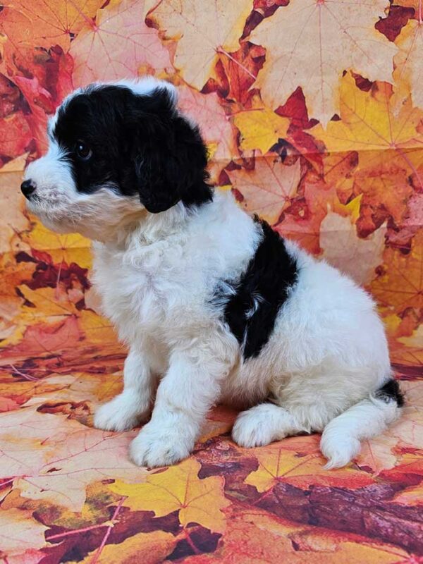 Benji - Image 3