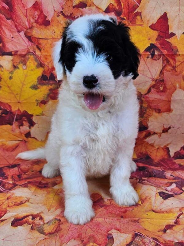 Benji