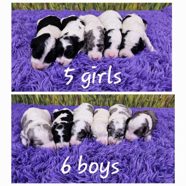 Julie & Cobalt's Litter 2024