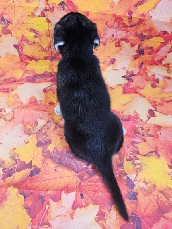 Autumn - Image 4