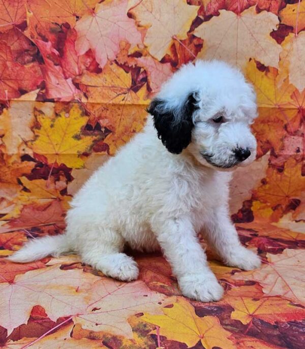 Biscuit - Image 2