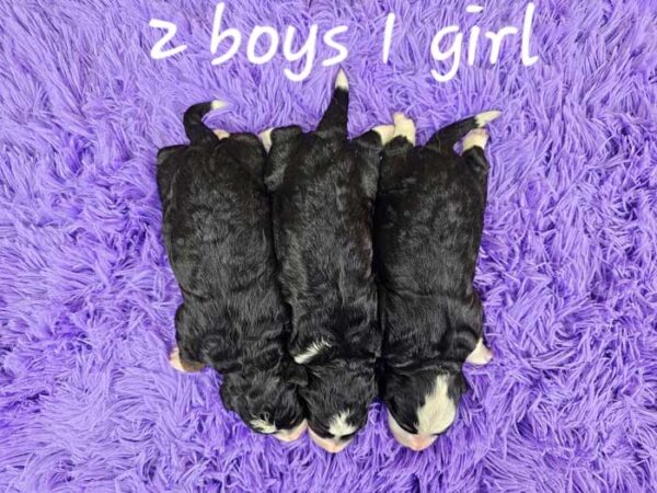 Luna & Dreamer's Litter 2024 - Image 2