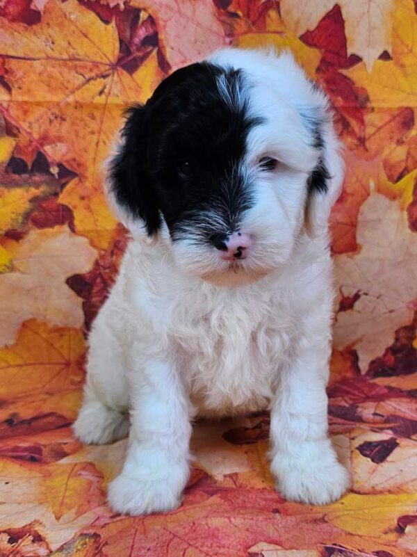 Bentley