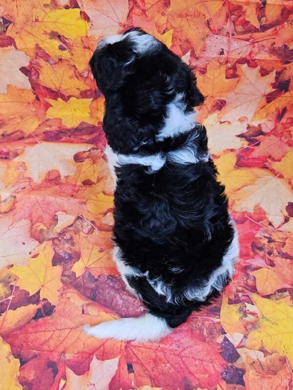 Briar - Image 4
