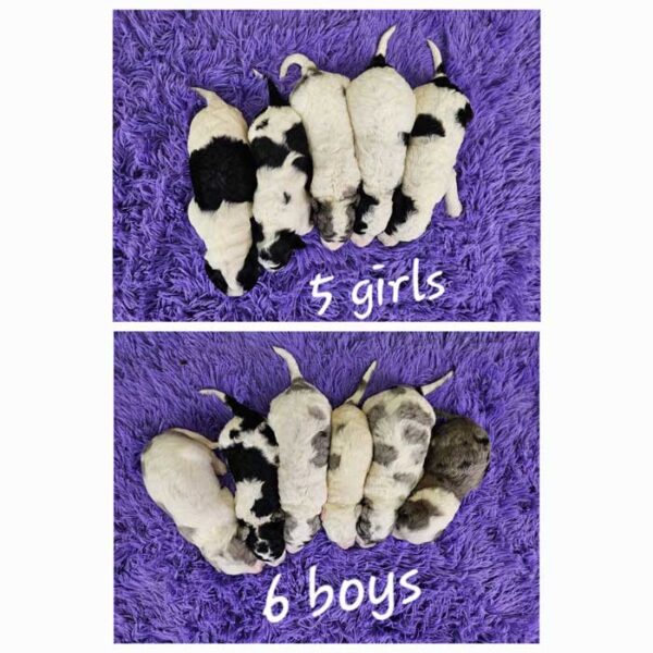 Julie & Cobalt's Litter 2024 - Image 2