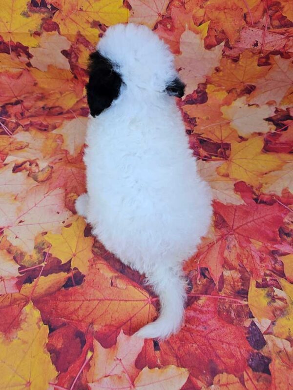 Biscuit - Image 4