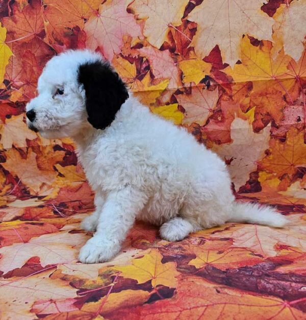 Biscuit - Image 3