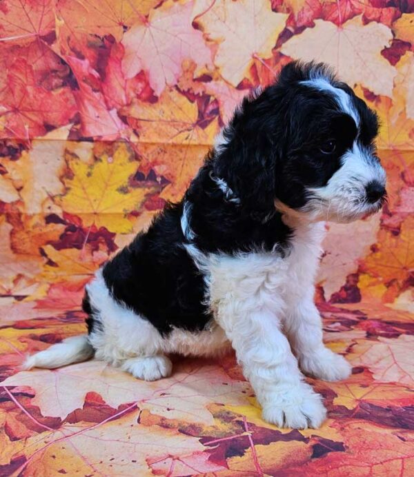 Briar - Image 2