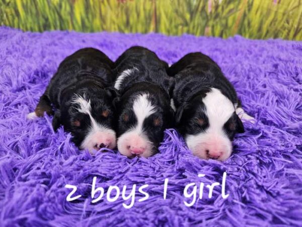 Luna & Dreamer's Litter 2024