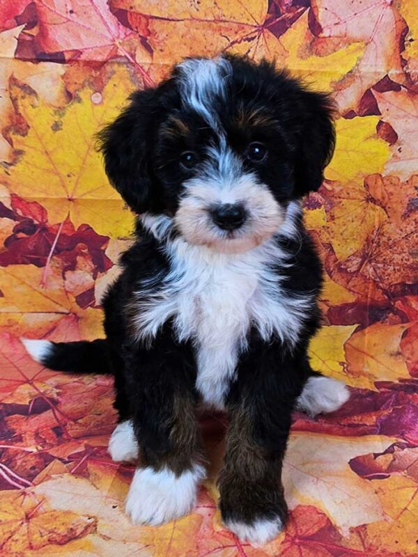 Pumpkin