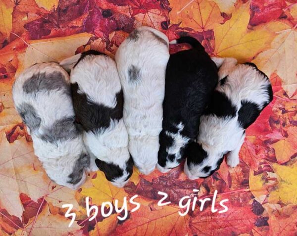 Millie & Cobalt's Litter 2024 - Image 2