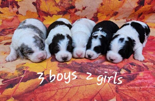 Millie & Cobalt's Litter 2024
