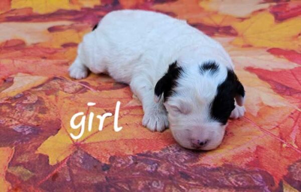 Penny & Diamond's Litter 2024