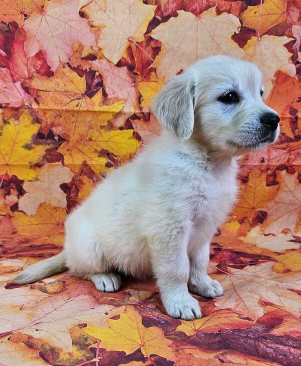 Daxi - Image 2