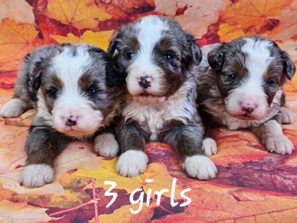 Kia & Diamond's Litter 2024