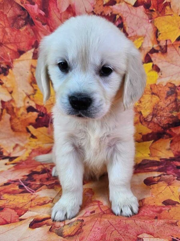 Dixie