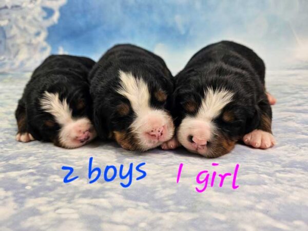 Heidi & Winston's Litter