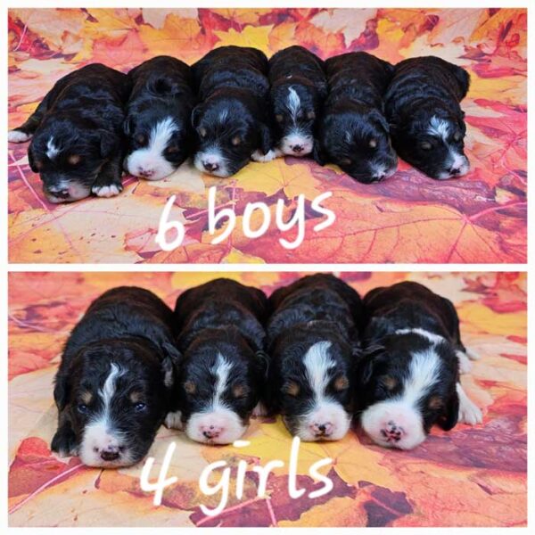 Tessa & Dreamer's Litter 2024