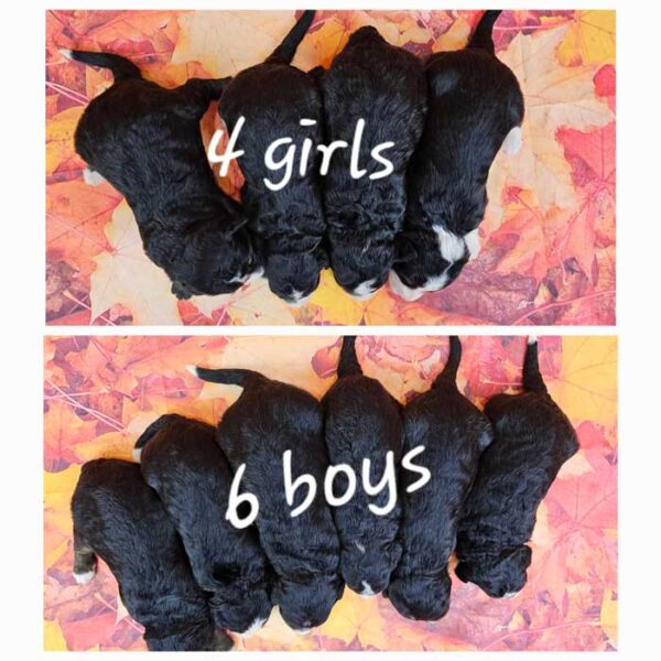 Tessa & Dreamer's Litter 2024 - Image 2