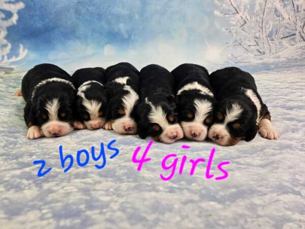Trudie & Maxwell's Litter 2024