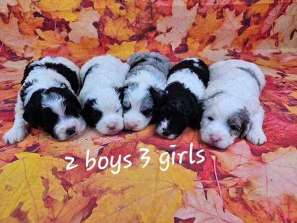 Winnie & Diamond's Litter 2024