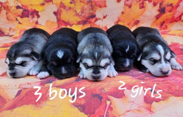 Sheena & Sport's Litter 2024