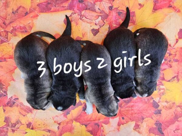 Sheena & Sport's Litter 2024 - Image 2