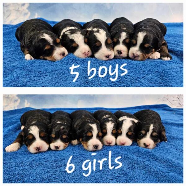 Rainie & Frisco's Litter 2024