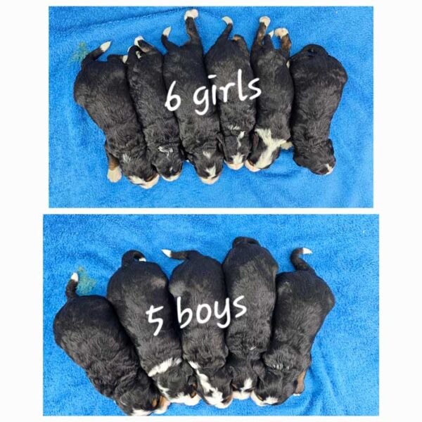 Rainie & Frisco's Litter 2024 - Image 2