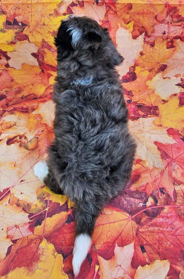 Chutney - Image 4