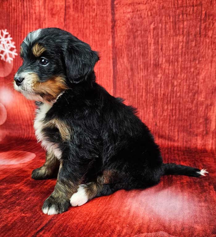 Triple*fortune リリークロスベビードール 黒 Triple*fortune リリークロスベビードール 黒