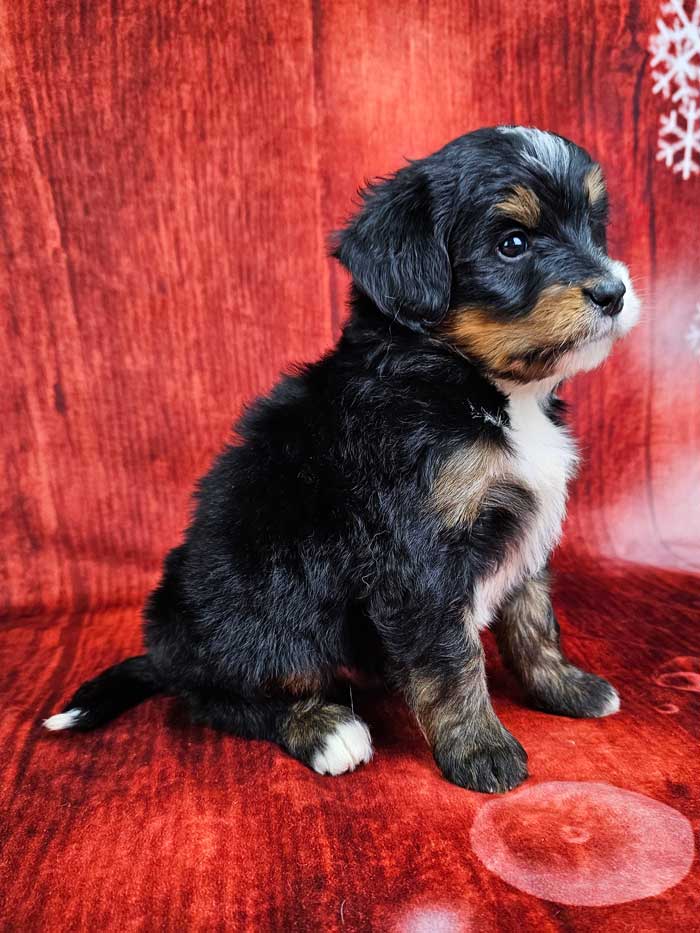 Jolly - Woodlot Companions