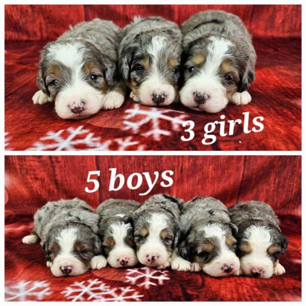 Jewel & Denali's Litter 2024