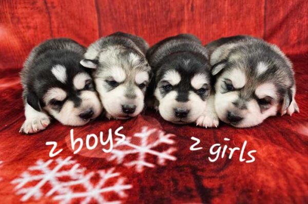 Shelly & Magnum's Litter 2024