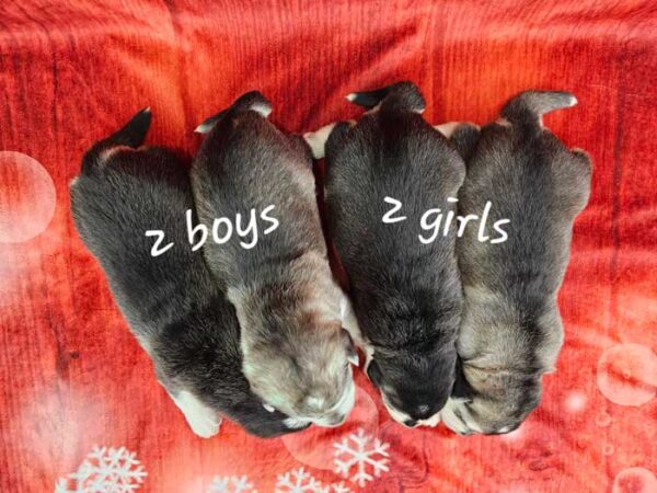 Shelly & Magnum's Litter 2024 - Image 2