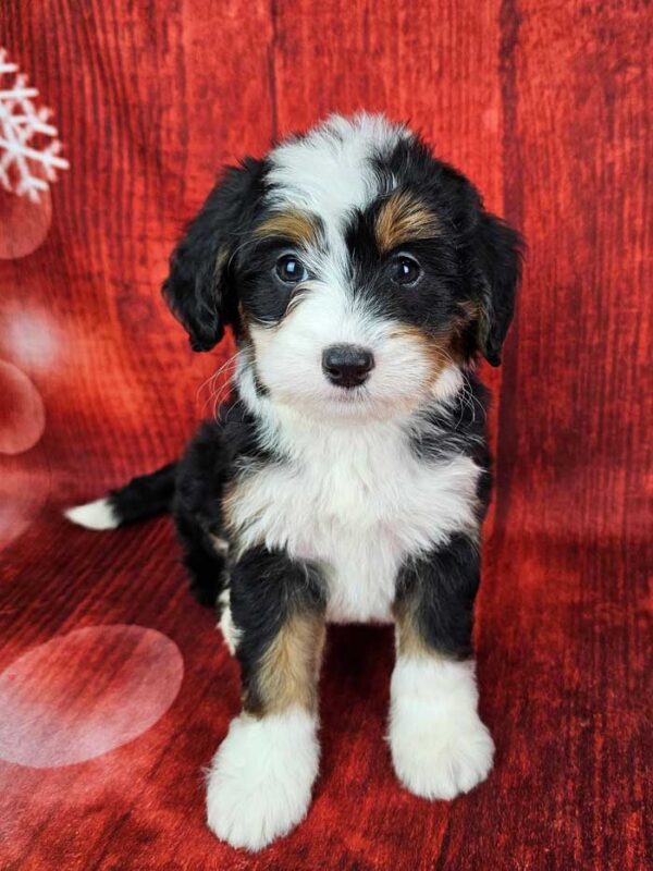 Finley